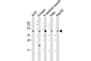 All lanes : Anti-TFDP2 Antibody (Center) at 1:2000 dilution Lane 1: A431 whole cell lysate Lane 2: human heart lysate Lane 3: human skeletal muscle whole cell lysate Lane 4: Hela whole cell lysate Lane 5: HepG2 whole cell lysate Lysates/proteins at 20 μg per lane. (DP2 antibody  (AA 175-208))