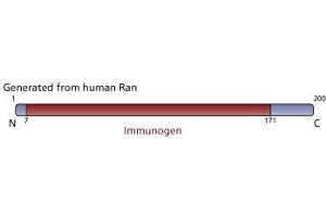 Image no. 3 for anti-RAN, Member RAS Oncogene Family (RAN) (AA 7-171) antibody (ABIN967913) (RAN antibody  (AA 7-171))