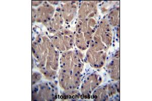 POLR1B Antibody (N-term) (ABIN656426 and ABIN2845718) immunohistochemistry analysis in formalin fixed and paraffin embedded human stomach tissue followed by peroxidase conjugation of the secondary antibody and DAB staining. (POLR1B antibody  (N-Term))