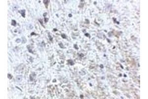 Immunohistochemistry of APP in mouse brain tissue with APP antibody at 2. (APP antibody  (N-Term))