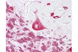 Anti-PURA antibody IHC of human brain, cerebellum. (PURA antibody  (AA 108-157))
