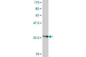 Western Blot detection against Immunogen (37. (HABP2 antibody  (AA 105-204))