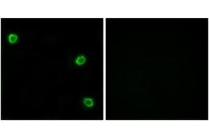 Immunofluorescence analysis of LOVO cells, using OR51Q1 Antibody.