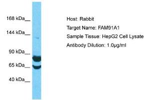Host: Rabbit Target Name: FAM91A1 Sample Type: HepG2 Whole Cell lysates Antibody Dilution: 1. (FAM91A1 antibody  (C-Term))