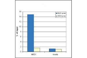 Chromatin Immunoprecipitation anti-MBD1 antibody Chromatin Immunoprecipitation performed with rabbit anti-MBD1 antibody. (MBD1 antibody  (N-Term))