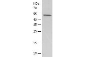 Western Blotting (WB) image for Bone Morphogenetic Protein 15 (BMP15) (AA 137-387) protein (His-IF2DI Tag) (ABIN7122010) (BMP15 Protein (AA 137-387) (His-IF2DI Tag))