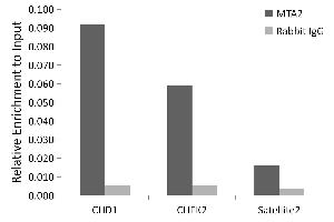 Chromatin immunoprecipitation analysis of extracts of HeLa cells, using MT antibody (243) and rabbit IgG. (MTA2 antibody  (AA 60-180))