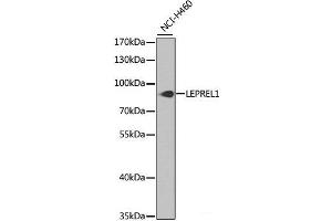 LEPREL1 antibody