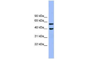 WB Suggested Anti-ALLC Antibody Titration: 0. (Allantoicase antibody  (N-Term))