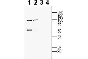 Western blot analysis of human K562 myelogenous leukemia cell line lysate (lanes 1 and 3) and human NCI-H526 lung carcinoma cell line lysates (lanes 2 and 4):1-2.