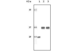 Western Blotting (WB) image for anti-Steroid Receptor RNA Activator 1 (SRA1) (truncated) antibody (ABIN2464107) (SRA1 antibody  (truncated))