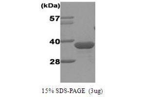 SDS-PAGE (SDS) image for Geminin, DNA Replication Inhibitor (GMNN) protein (His tag) (ABIN667697) (Geminin Protein (His tag))