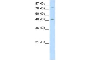 Western Blotting (WB) image for anti-Forkhead Box B1 (FOXB1) antibody (ABIN2461826) (FOXB1 antibody)