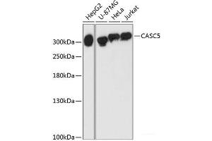 Western blot analysis of extracts of various cell lines using CASC5 Polyclonal Antibody at dilution of 1:3000.