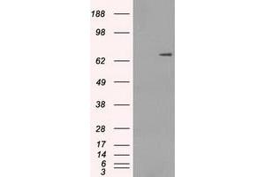 Image no. 2 for anti-P450 (Cytochrome) Oxidoreductase (POR) antibody (ABIN1497748) (POR antibody)