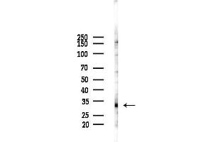 anti-Gap Junction Protein, beta 1, 32kDa (GJB1) (Internal Region) antibody
