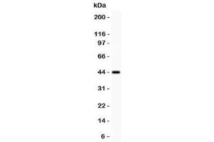 Western blot testing of Mesothelin antibody and recombinant human protein (0. (Mesothelin antibody  (AA 306-576))