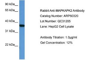 WB Suggested Anti-MAPKAPK2  Antibody Titration: 0. (MAPKAP Kinase 2 antibody  (Middle Region))