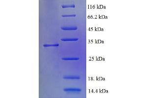 ATPAF2 Protein (AA 41-289) (His tag)