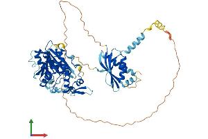 AlphaFold protein structure predicition of Human Recombinant METTL16 Protein, UniprotID Q86W50