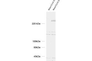 dilution: 1 : 1000, sample: brain homogenate from Munc13-2 and Munc13-3 K. (UNC13C antibody  (AA 22-332))