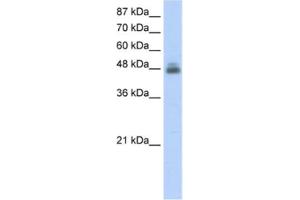Western Blotting (WB) image for anti-RNA Binding Motif, Single Stranded Interacting Protein 1 (RBMS1) antibody (ABIN2462134) (RBMS1 antibody)