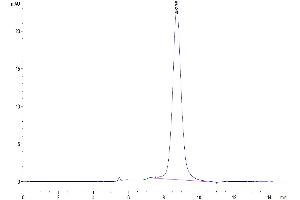 The purity of Human GPVI is greater than 95 % as determined by SEC-HPLC. (GP6 Protein (AA 21-267) (His tag))