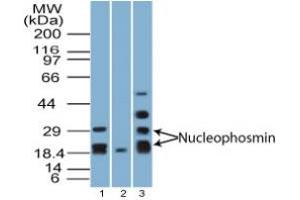 Image no. 2 for anti-Nucleophosmin (Nucleolar phosphoprotein B23, Numatrin) (NPM1) (AA 21-38) antibody (ABIN960290) (NPM1 antibody  (AA 21-38))