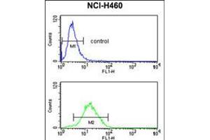Flow cytometry analysis of NCI-H460 cells (bottom histogram) compared to a negative control cell (top histogram). (CCNB1IP1 antibody  (C-Term))