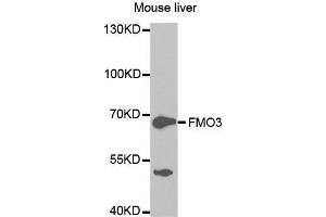 Western Blotting (WB) image for anti-Flavin Containing Monooxygenase 3 (FMO3) (AA 263-532) antibody (ABIN3015686) (FMO3 antibody  (AA 263-532))
