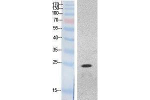 Western Blotting (WB) image for anti-High Mobility Group Box 1 (HMGB1) (Internal Region) antibody (ABIN3178518) (HMGB1 antibody  (Internal Region))