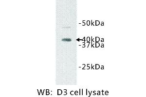 Image no. 1 for anti-Interleukin 1 Receptor-Like 1 (IL1RL1) antibody (ABIN1112898) (IL1RL1 antibody)
