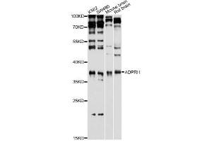 Western blot analysis of extracts of various cell lines, using ADPRH antibody (ABIN1980293) at 1:1000 dilution. (ADPRH antibody)
