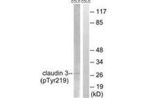Western blot analysis of extracts from COLO205 cells treated with EGF 200ng/ml 30', using Claudin 3 (Phospho-Tyr219) Antibody.