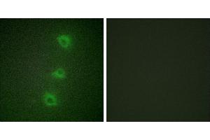 Peptide - +Immunofluorescence analysis of HUVEC cells, using B-RAF antibody. (SNRPE antibody  (Internal Region))