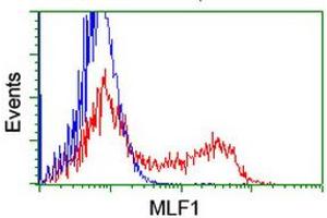 Image no. 2 for anti-Myeloid Leukemia Factor 1 (MLF1) antibody (ABIN1499497) (MLF1 antibody)