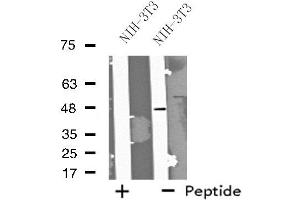 Western blot analysis of extracts from NIH-3T3 cells, using FOXD4 antibody.