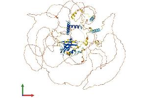 AlphaFold protein structure predicition of Mouse Recombinant Synpo2 Protein, UniprotID Q91YE8 (SYNPO2 Protein (AA 1-1087) (His tag))