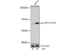 Western blot analysis of extracts of MCF7 cells, using Phospho--S129 Rabbit mAb (ABIN7271246) at 1:1000 dilution. (AKT1 antibody  (pSer129))