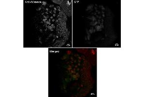 Immunofluorescence (IF) image for anti-Sarcolemma Associated Protein (SLMAP) (N-Term) antibody (ABIN7273027) (SLMAP antibody  (N-Term))