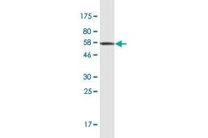 NPM2 antibody  (AA 1-214)