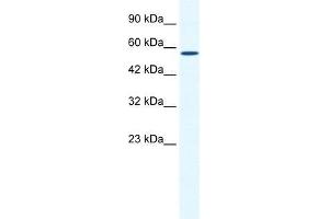 BTBD15 antibody used at 0. (ZBTB44 antibody  (C-Term))