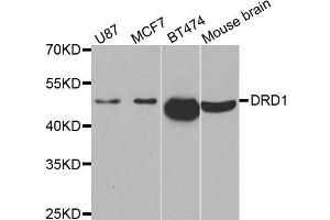 Western blot analysis of extracts of various cell lines, using DRD1 antibody. (Dopamine Receptor d1 antibody)