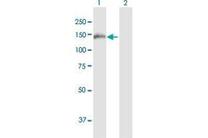 FNDC3A antibody  (AA 1-1134)