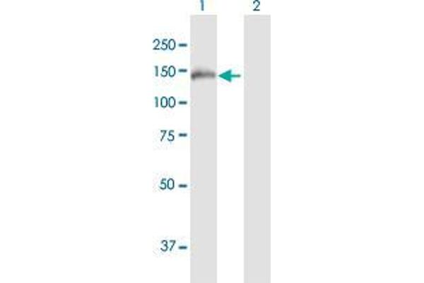 FNDC3A antibody  (AA 1-1134)