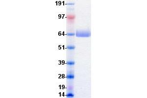 Validation with Western Blot (EPH Receptor A4 Protein (EPHA4) (DYKDDDDK-His Tag))