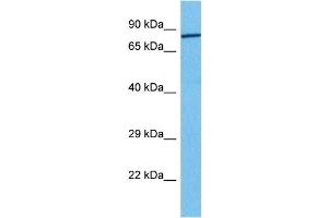 Host:  Rabbit  Target Name:  FOXM1  Sample Tissue:  Human 786-0 Whole Cell  Antibody Dilution:  1ug/ml (FOXM1 antibody  (Middle Region))