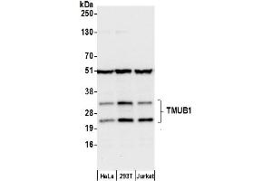 Western Blotting (WB) image for anti-Transmembrane and Ubiquitin-Like Domain Containing 1 (TMUB1) (AA 50-100) antibody (ABIN7452637)