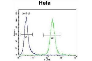 Flow cytometric analysis of Hela cells using POLR1B Antibody (N-term) Cat. (POLR1B antibody  (N-Term))