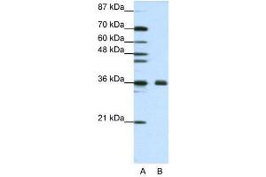 WB Suggested Anti-FBL  Antibody Titration: 1. (Fibrillarin antibody  (N-Term))